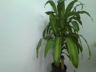 MARIPOSAROOM