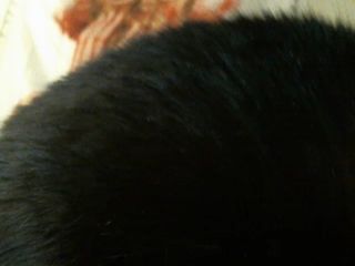 Apple_Jaxx